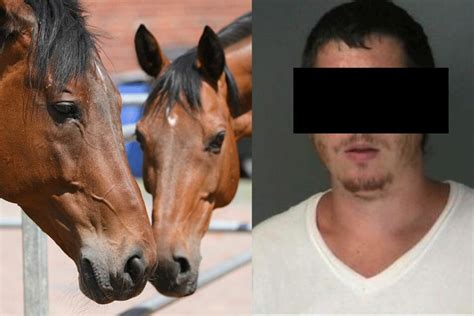 mann hat mehrfach sex mit pferden noch schlimmer erging