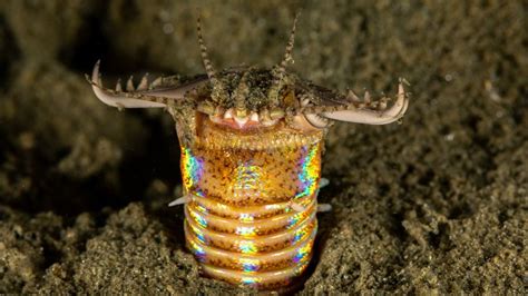 invertebrates    weirdest spineless creatures cnn