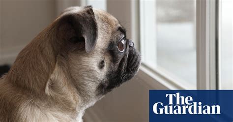 dealing with empty nest syndrome professional supplements the guardian