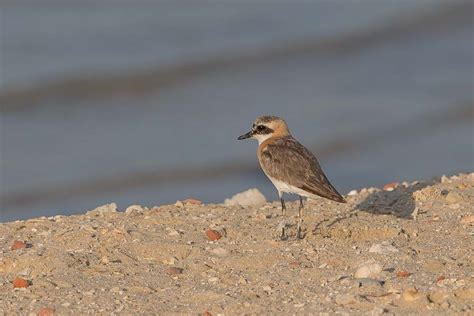 birds  saudi arabia lesser sand plover numbers increasing dammam