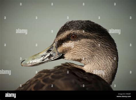 duck face  res stock photography  images alamy