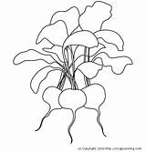Radish Coloring Radishes Pages Drawing Color Vegetables Getdrawings Print Getcolorings Printable sketch template