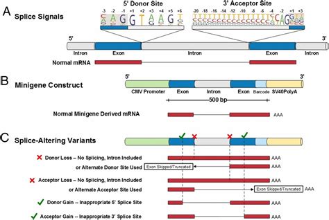 identification of pathogenic gene mutations in lmna and mybpc3 that
