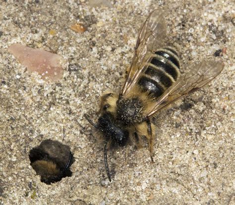 mining bees naturally