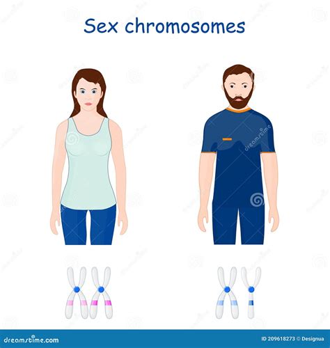 Sex Chromosomes X And Y Chromosome Stock Vector Illustration Of