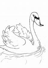 Cigno Colorare Cisne Coloring Zwaan Schwan Colorat Zwanen Lebede Animale Kleurplaat Malvorlage Swans Kleurplaten Swan Planse Cisnes Cygnes Ausmalbild Schwanen sketch template