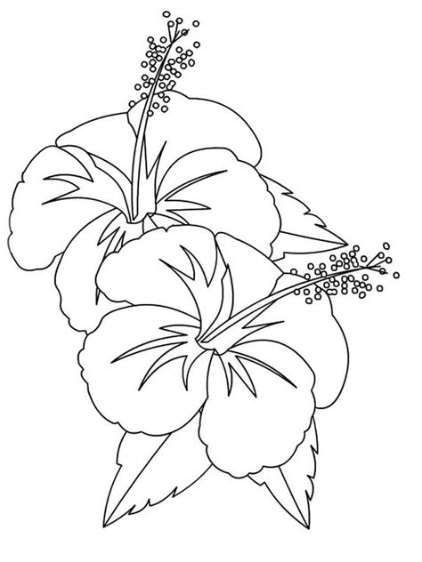 coloring pages hibiscus images  color