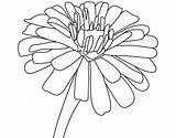Zinnia Coloring Flower Pages Drawing Printable Zinnias Flowers Easy Outline Colouring Getdrawings Kids Beautiful Paintingvalley sketch template