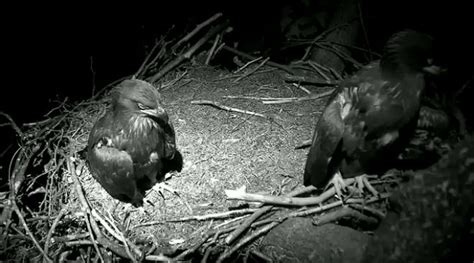 eaglets will soon fly away from nest at national arboretum wtop news