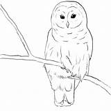 Owl Chouette Coloriage Blanc Burrowing Hibou Imprimer Barn Colorier Coloriages Coloriageetdessins Getcolorings Clipar sketch template