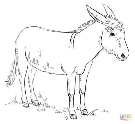 donkey coloring page  printable coloring pages