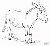 Donkey Asino Stampare Disegnare sketch template