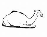 Coloring Pages Camel Kids sketch template