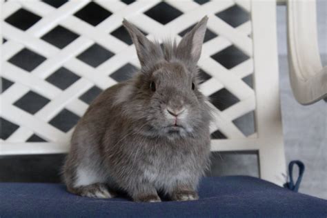 adopt  rj   busy bunny bradford news