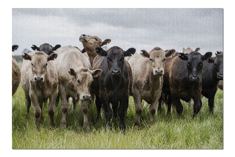 herd  angus cattle grazing  australia   premium  piece jigsaw puzzle