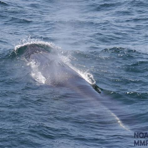 scientists unlock clue  rare whale species  gulf  mexico