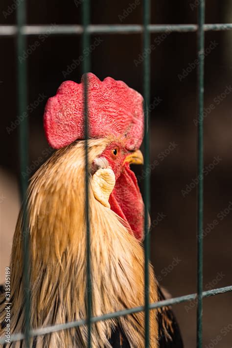 Cock Behind Bars Poultry Farm Rooster Close Up Cock A Doodle Doo