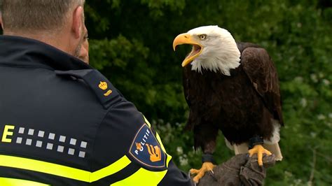 watch out drones this bald eagle can take you down cbs news