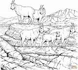 Coloring Goat Mountain Goats Pages Mountains Rocky Drawing Herd Billy Printable Gruff Three Color Sheep Animal Colouring Adult Clipart Animals sketch template