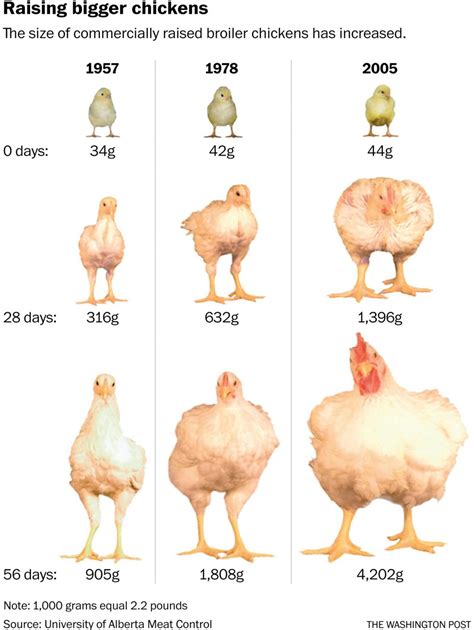 decades of demand for chicken have pushed bounds on fat taste the