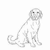 Coloring Surfnetkids Breed Dog Previous Animals Retriever sketch template