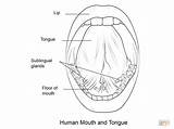 Lengua Colorare Humana Lingua Mund Zunge Bocca Ausmalbilder Ausmalbild Disegno Tongues Twisted Anatomie sketch template