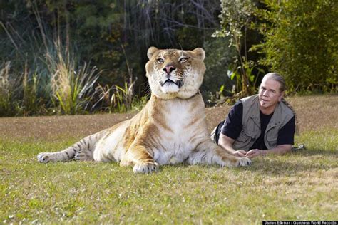 World S Largest Living Cat Hercules The Liger Our Planet