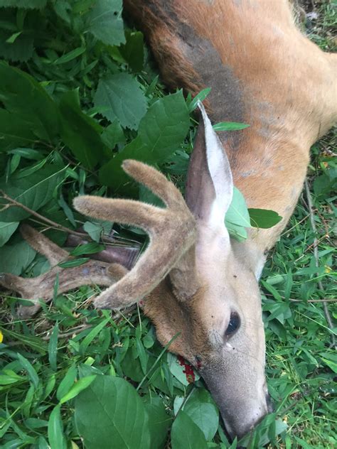 Deer Disease Ehd Hitting Local Herds News Sports Jobs The Review