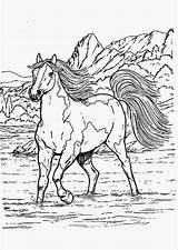 Malvorlagen Filly Pferd Pferde Frisch Sammlung sketch template