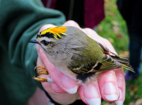 subject  nature golden crowned kinglet