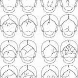 Sutures Parietal Occipital Interparietal sketch template