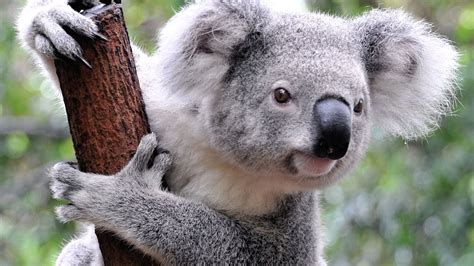 animals koalas mammals wallpapers hd desktop  mobile backgrounds