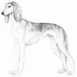 Saluki Designlooter sketch template