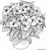Adulte Pdf Petunia Blumen Mandalas Petunias Bestcoloringpagesforkids Potted Erwachsene Coloringhome sketch template