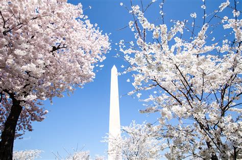 National Cherry Blossom Festival In Washington