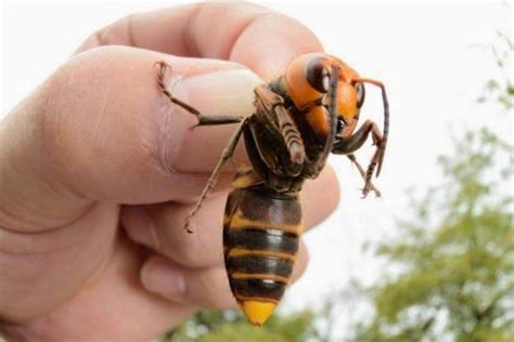 Japanese Woman Dies After 150 Giant Hornet Stings East