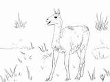 Guanaco Camelid Supercoloring Animals sketch template