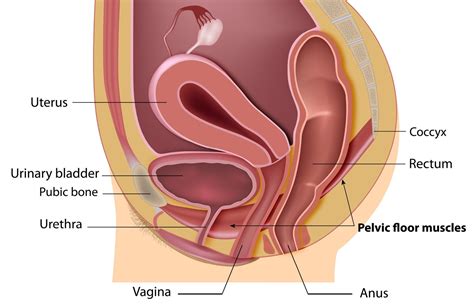Incontinence Pelvic Floor Dysfunction And Prolapse