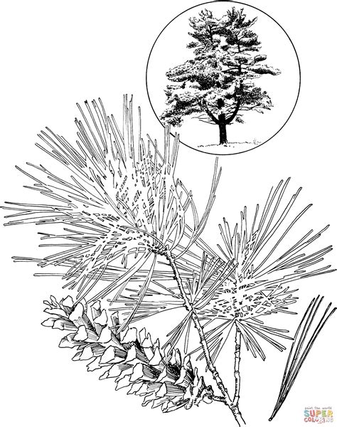 pine tree drawings black  white sketch coloring page