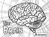 Brain Coloring Pages Sheet Color Getdrawings sketch template