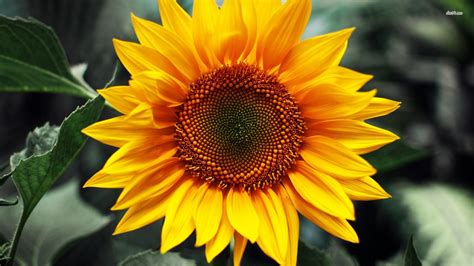 sunflower pictures wallpaper