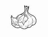 Garlic Some Coloring Coloringcrew Vegetables Pages Food sketch template