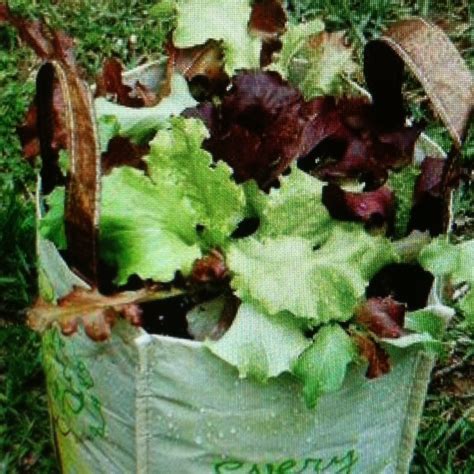 growing lettuce  reusable grocery bags    move