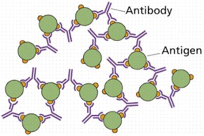 antigens  antibodies lesson    medical transcription