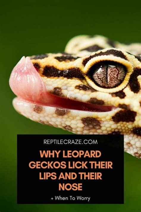 leopard gecko  licking  lips  nose reptile craze