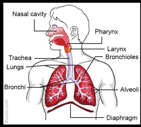 labeling upper respiratory system