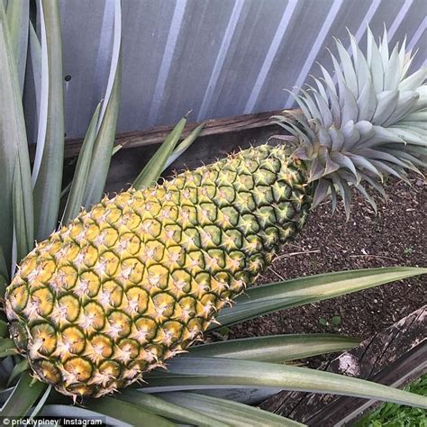 Big Pineapple In Queensland Goes Under Hammer For Charity Daily Mail