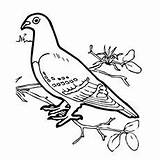 Pigeon Coloring Getdrawings sketch template
