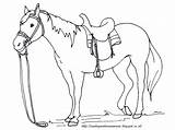 Mewarnai Kuda Anak Mewarna Paud Tk Haiwan Poni Aneka Hitam Binatang Menggambar Himpunan Poster Pelajaran Hewan Terbesar Boleh Kereta Buah sketch template