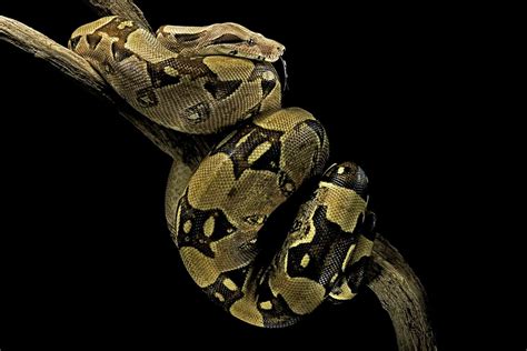 boa constrictor facts